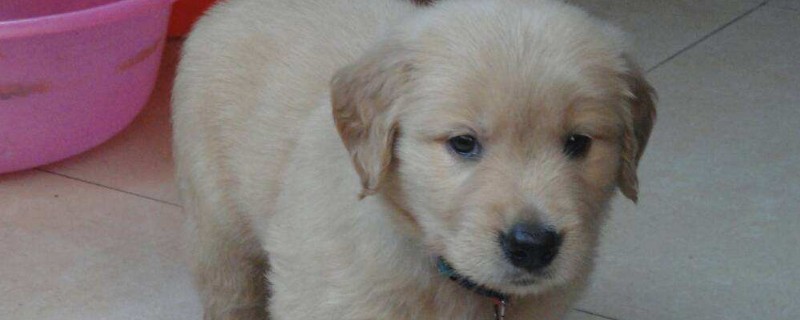 狗狗呕吐吃什么药