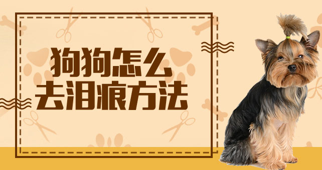 泰迪犬泪痕怎么洗