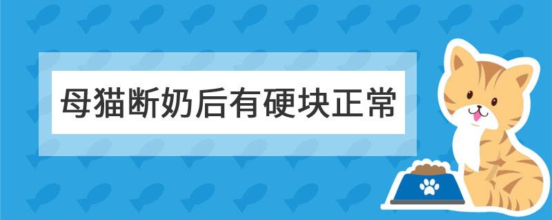 母猫断奶后有硬块正常