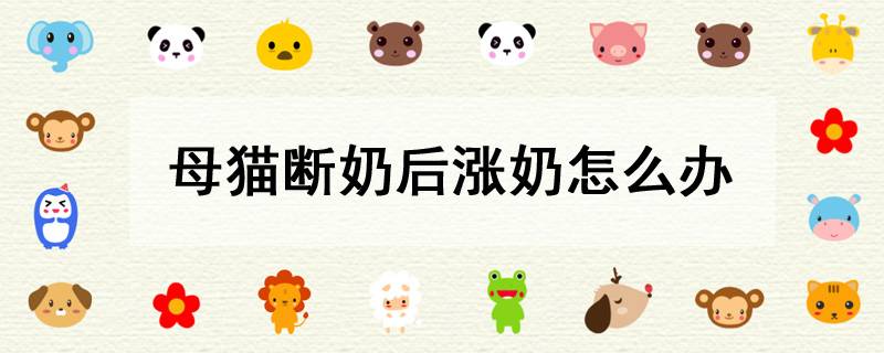 母猫断奶后涨奶怎么办