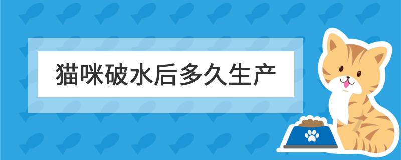 猫咪破水后多久生产