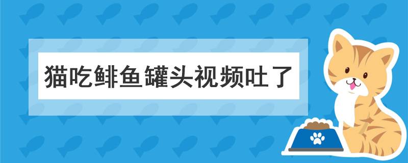 猫吃鲱鱼罐头视频吐了视频