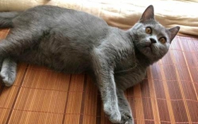 怎么训练俄罗斯蓝猫和你握手 猫猫握手训练视频视频