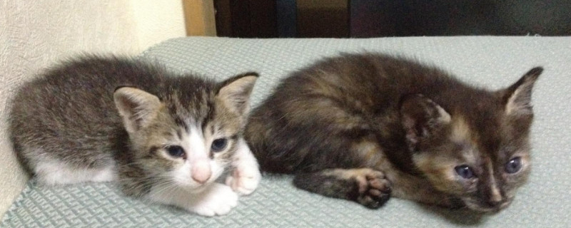 小猫多久断奶送人