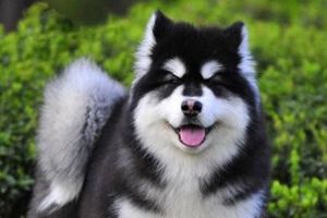 阿拉斯加认主人吗