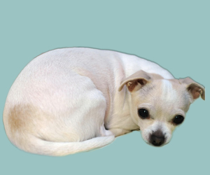 狗狗chd初期症状