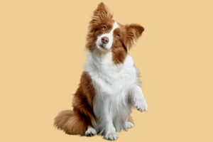 狗狗39度正常吗