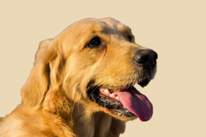 狗爱打架怎么纠正