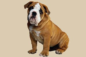 狗不在外面拉屎怎么办