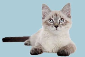 公猫突然频繁去厕所