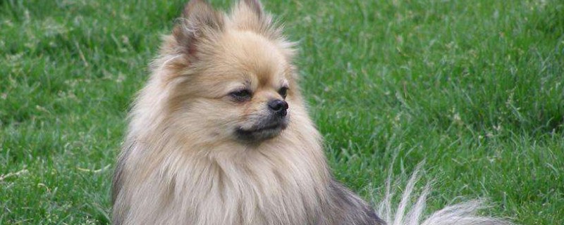 狗狗咳嗽干呕怎么回事