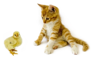 怎么样让小猫不叫