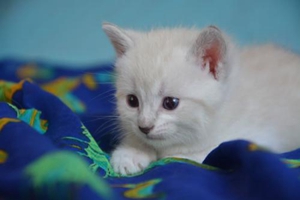 如何叫猫咪平静