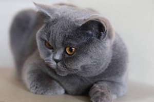 英国短毛猫怎么美容 英国短毛猫美容视频视频