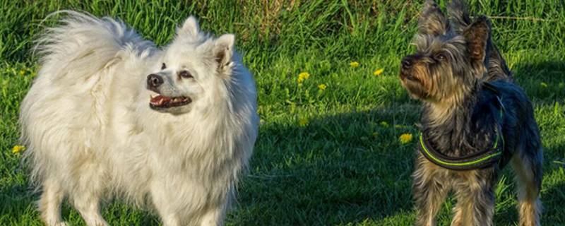 给狗狗剪毛步骤视频视频
