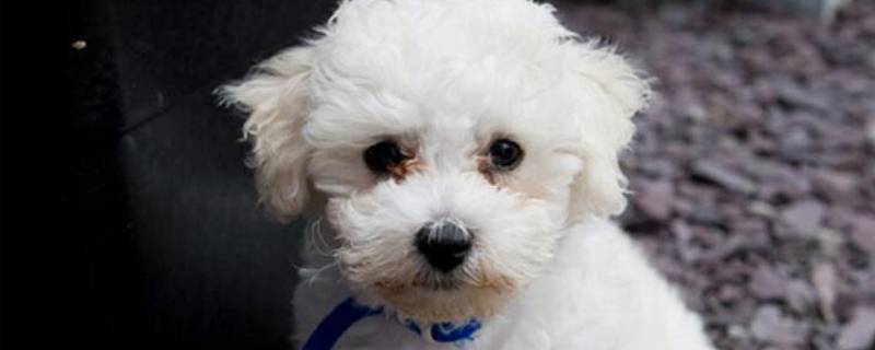 怎样给比熊犬剪毛视频视频