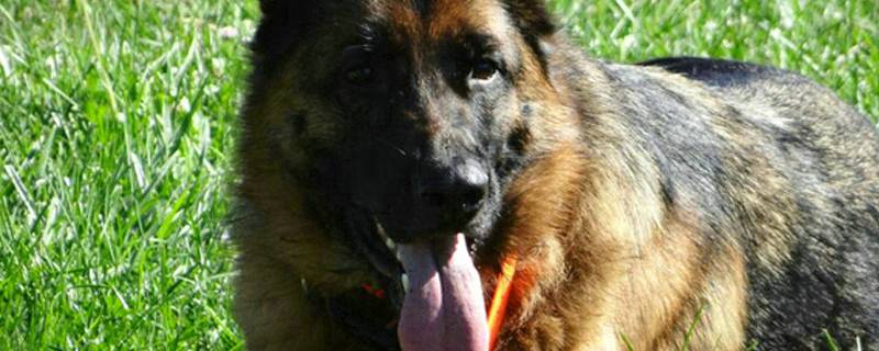 狗狗发情期不吃怎么办