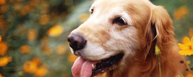 如何训狗方法视频视频