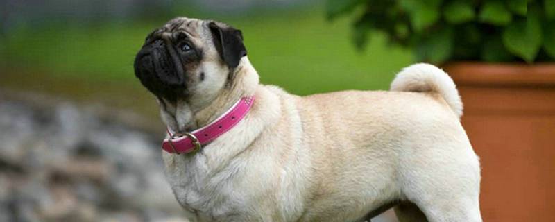 狗狗怀孕多久生产