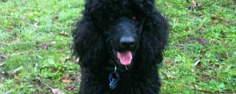 泰迪耳朵怎么清理视频视频