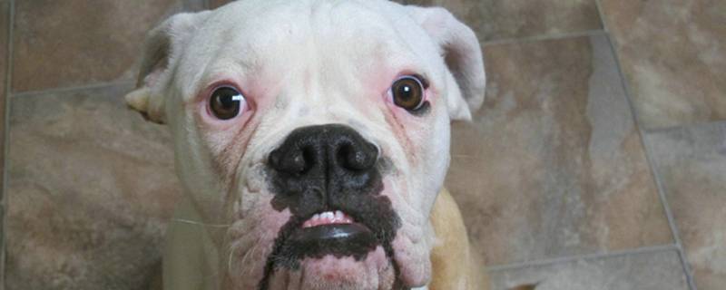 狗狗绝育手术后疼多久