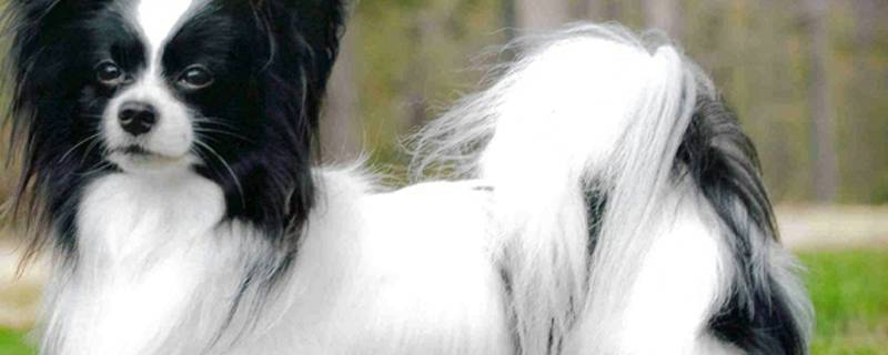 狗狗怀孕不吃东西怎么办