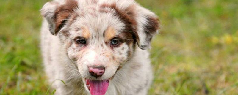 狗狗假怀孕的症状