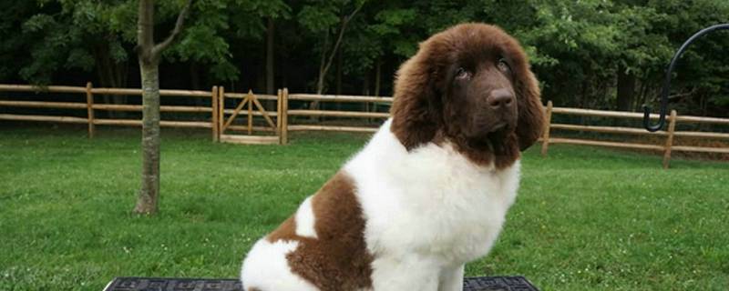 狗狗怀孕十天什么反应