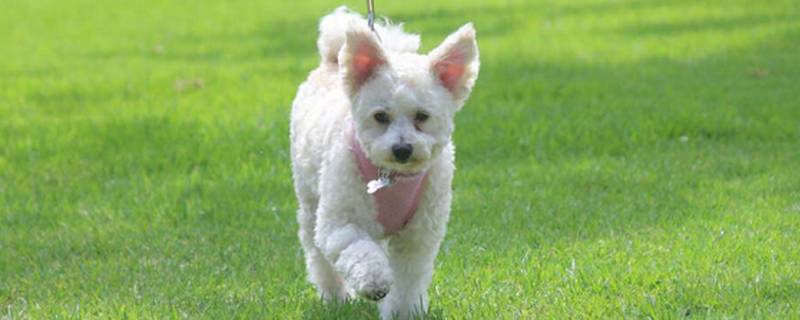 比熊幼犬怎么看品相