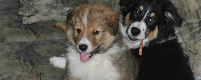 狗狗配种后有什么症状