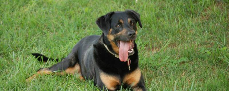 狗狗配种后多久能看出来