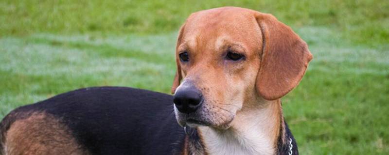 狗狗什么时候发情