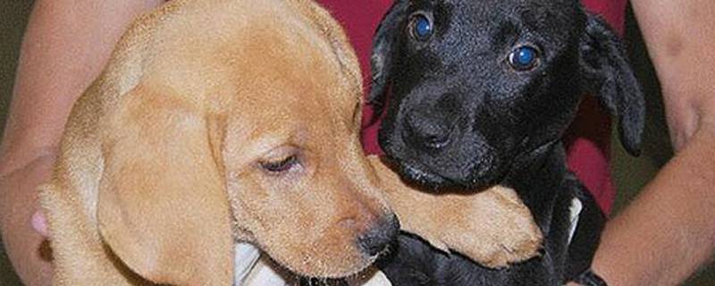 拉布拉多幼犬打疫苗表