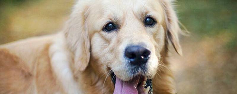 金毛幼犬拉稀怎么办