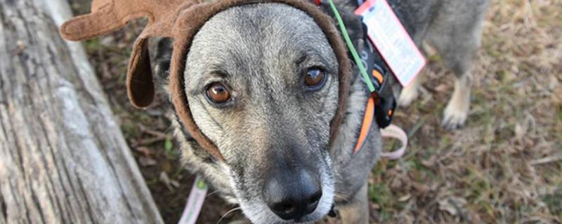 怎么训练狗狗握手视频视频