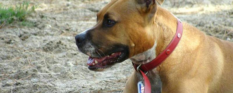 狗狗几岁算老年