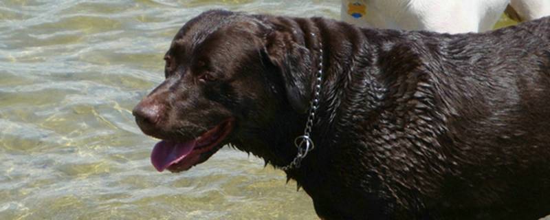 狗做完绝育后表现