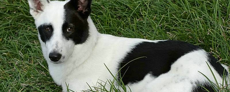 老年狗狗后腿站不起来