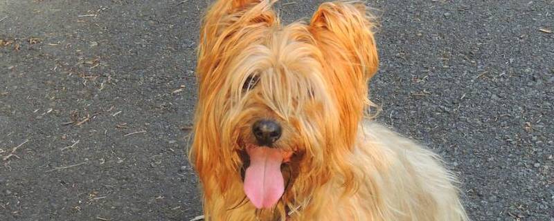 老年犬心脏肥大