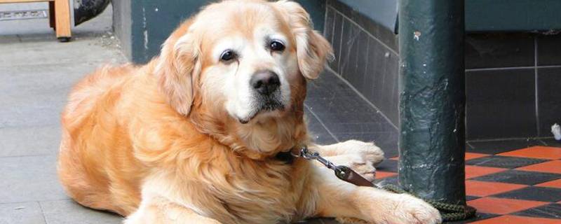 老年狗死亡前兆