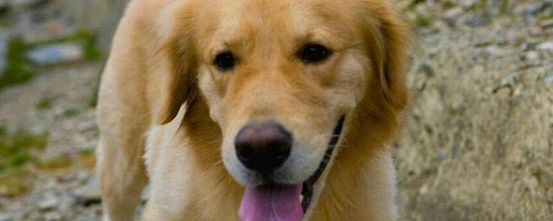 狗公绝育后的表现