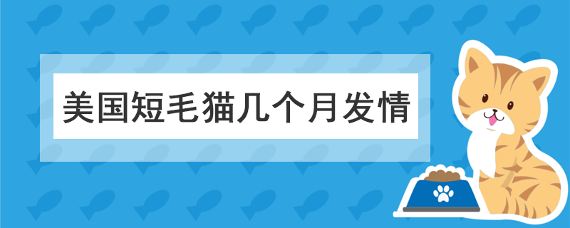 美国短毛猫几个月发情