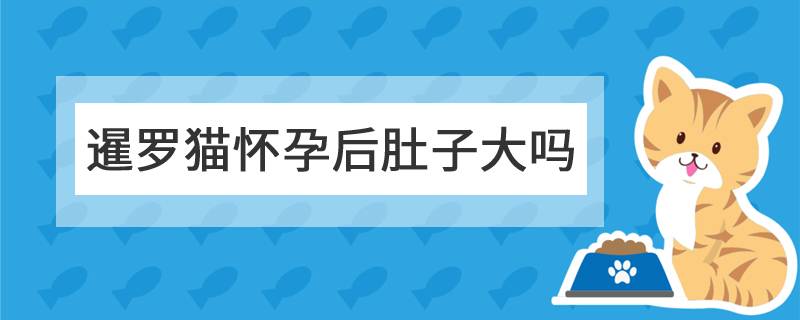 暹罗猫怀孕后肚子大吗