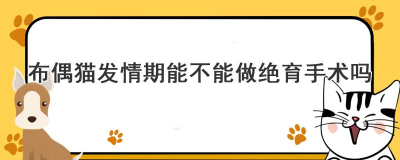 布偶猫发情期能不能做绝育手术吗
