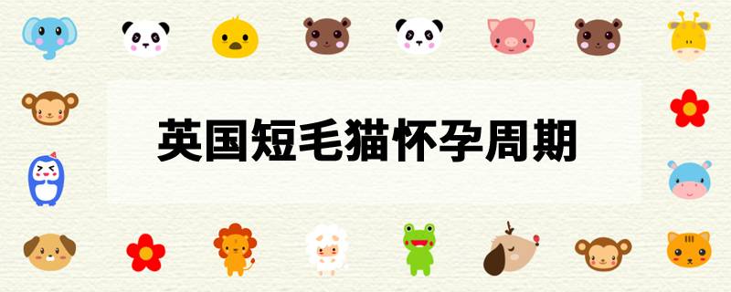 英国短毛猫怀孕周期