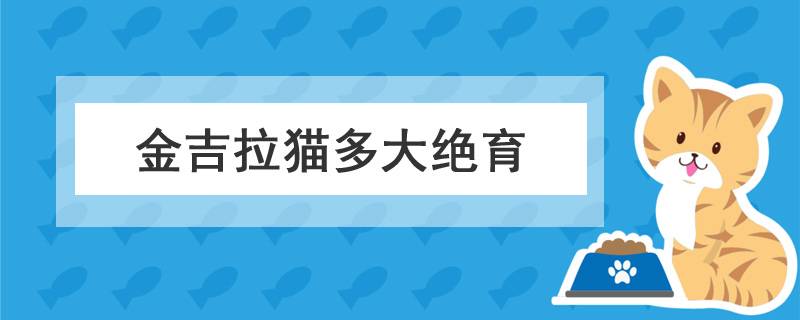 金吉拉猫多大绝育