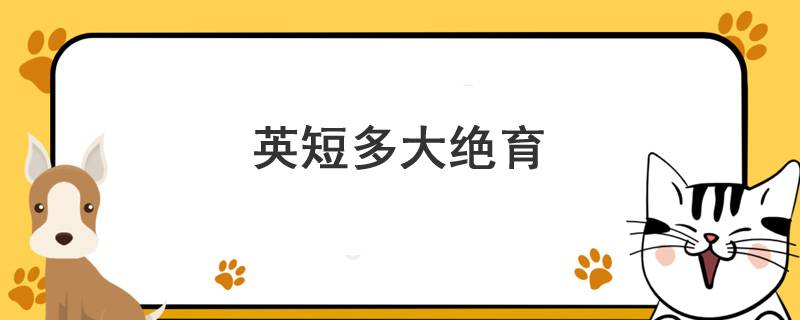 英短多大绝育