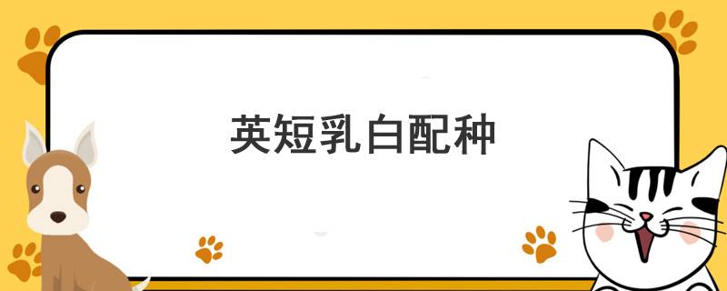 英短乳白配种