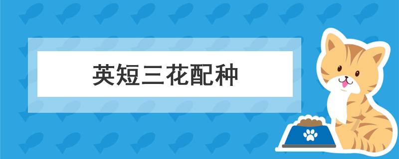 英短三花配种