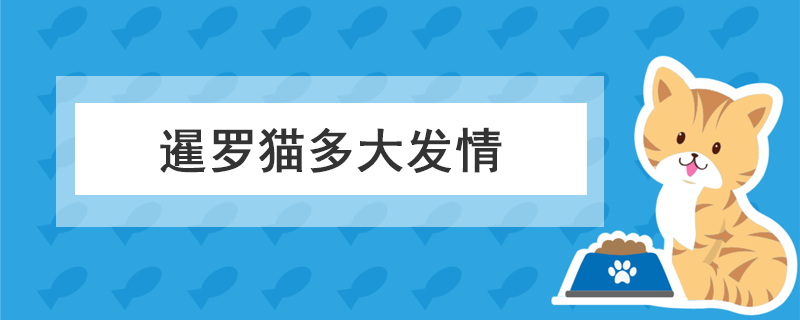 暹罗猫多大发情